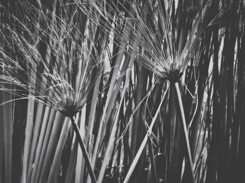 Plants growing in the dark