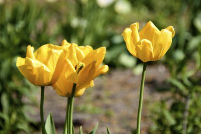 Yellow tulip blooming on sunny day