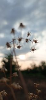 Close-up of flowering plants on land against sky