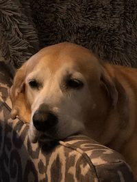 Close-up of dog sleeping on sofa