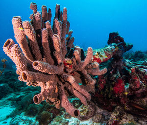 View of corals in sea