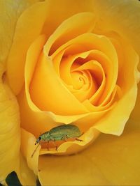 Macro shot of rose