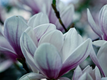 Close-up of purple flowering plant