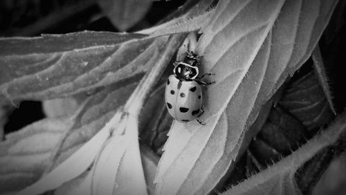 Close-up of ladybug on leaf