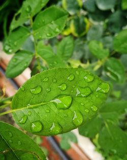 Close-up of wet plant leaves during rainy season