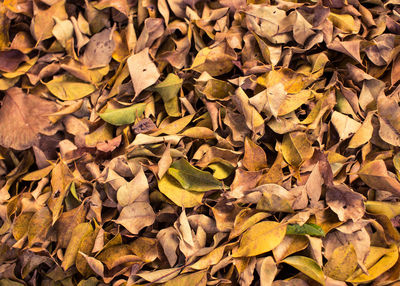 Full frame shot of dry maple leaves