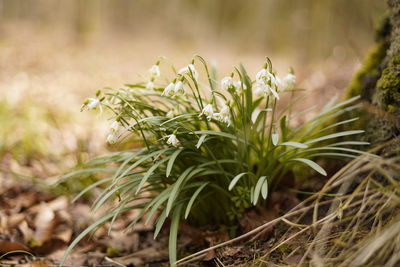 Close-up of flowering plant on field