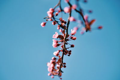 Low angle view of cherry blossoms against clear blue sky