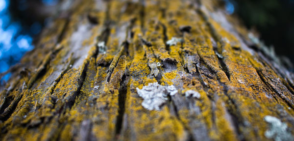 Close-up of lichen on tree trunk