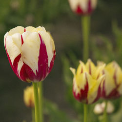 Close-up of yellow tulip blooming outdoors