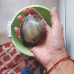 Close-up of hand holding shell