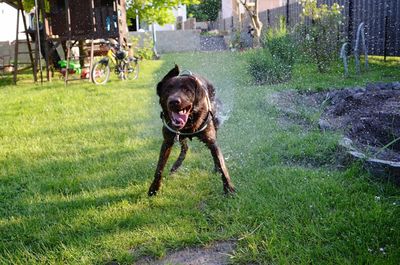 Dog shaking off water in lawn