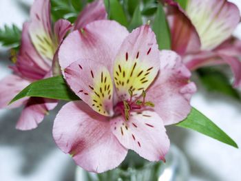 Close-up of pink flower blooming outdoors