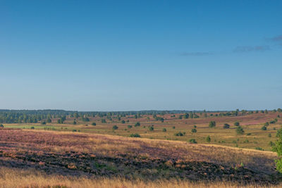 Scenic view of field against clear sky