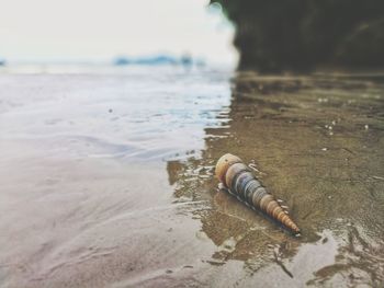 Close-up of sea shore