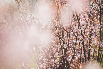 View of cherry blossom tree