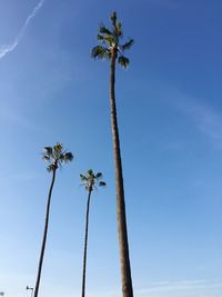 Low angle view of palm trees against blue sky