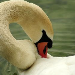 Close-up of a bird on white background