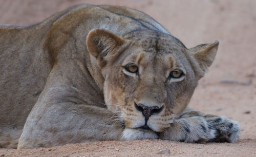 Portrait of lioness lying on sand