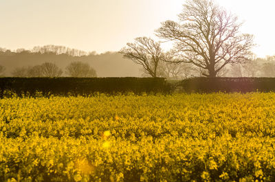 Scenic view of oilseed rape field against sky