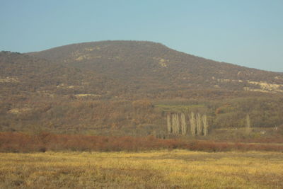 Scenic view of field against clear sky