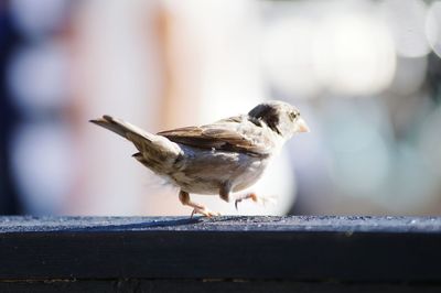 Close-up of sparrow walking on railing