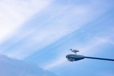 Low angle view of bird perching on street light against sky