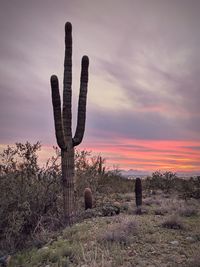 Cactus growing on field against sky during sunset