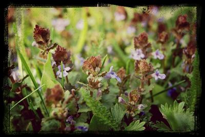 Close-up of flowers
