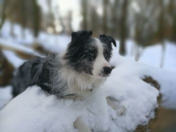 Close-up of dog during winter