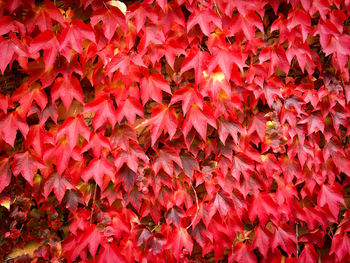 Full frame shot of red maple leaves