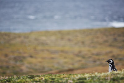 Bird perching on field