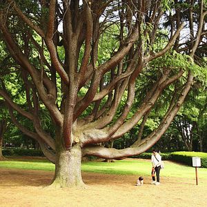 Man standing on tree trunk