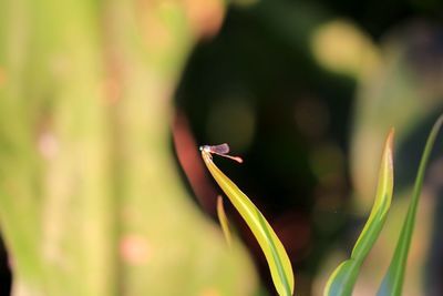Close-up of insect on flower