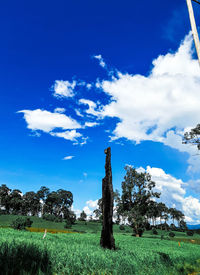 Trees on field against sky