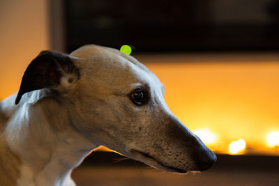 Close-up of a dog looking away