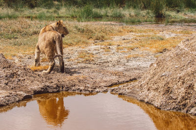 Close-up of a lion cub reflecting in water