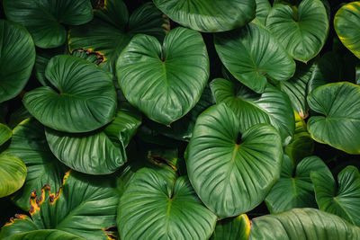 Full frame shot of green leaves