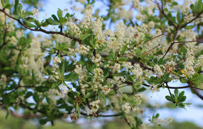 Close-up of white cherry blossom tree