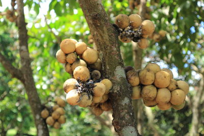 Fresh longkong fruit on the tree.