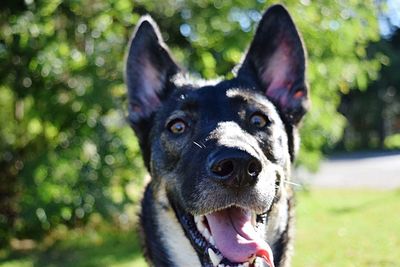 Close-up portrait of a dog