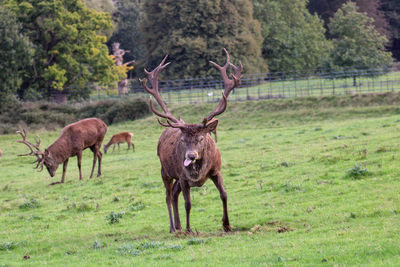 Deer standing in a field