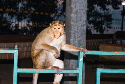 Lion sitting on railing