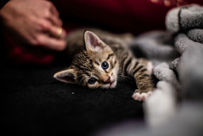 Portrait of kitten relaxing at home