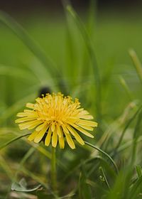 Close-up of yellow flower on field