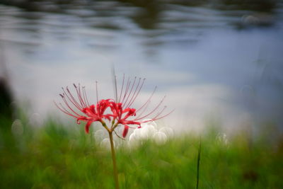 Close-up of red flowering plant on field