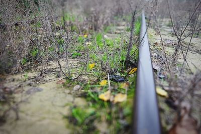 Close-up of plants growing on land in forest