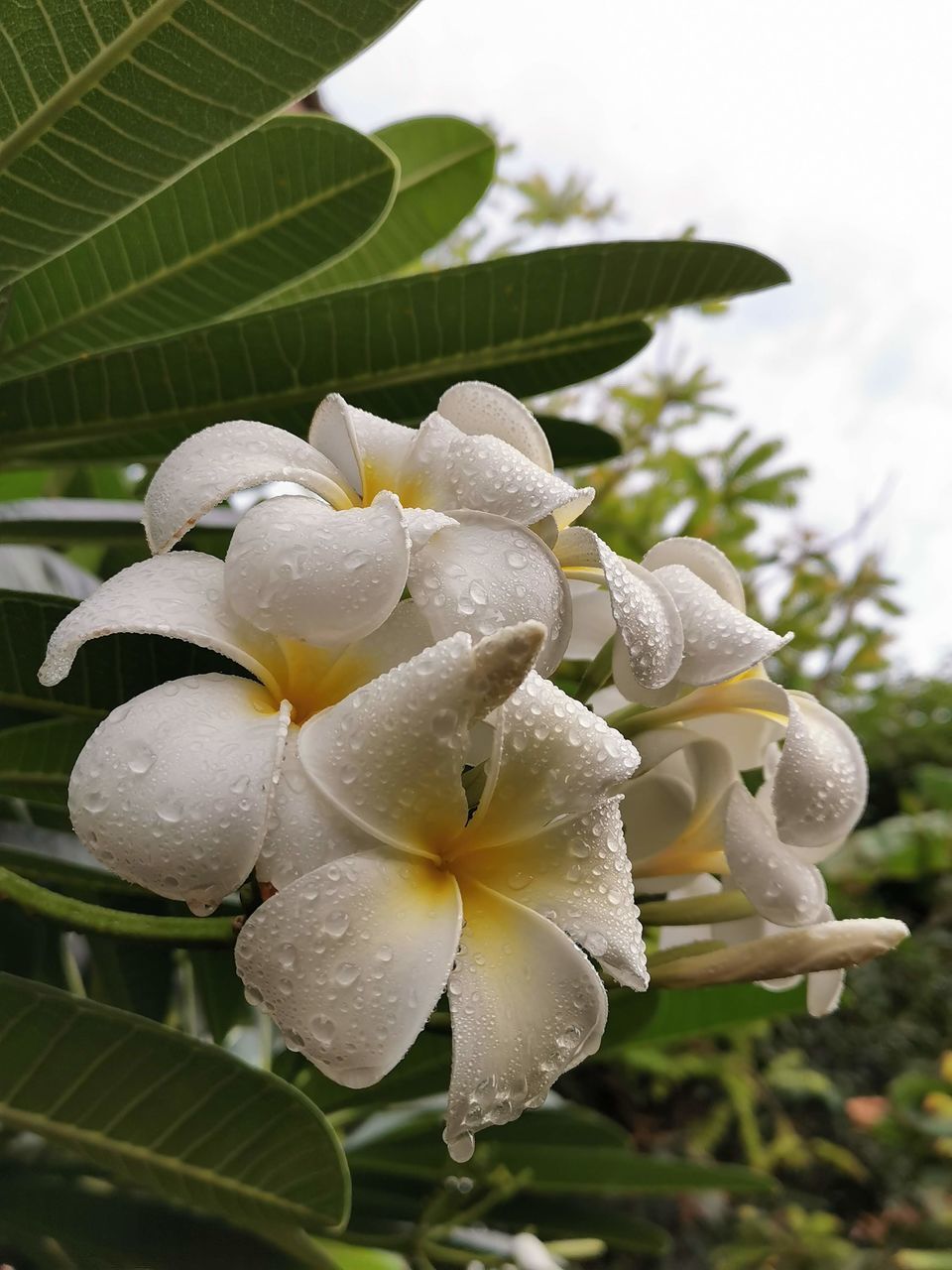 CLOSE-UP OF RAINDROPS ON WHITE ROSE