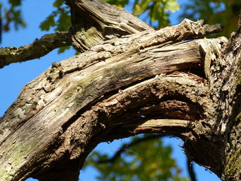 Low angle view of tree trunk