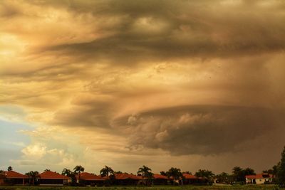 Storm clouds over trees